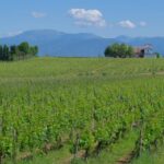 colli-dei-longobardi-archivio-news-scoperta-montenetto-imm6